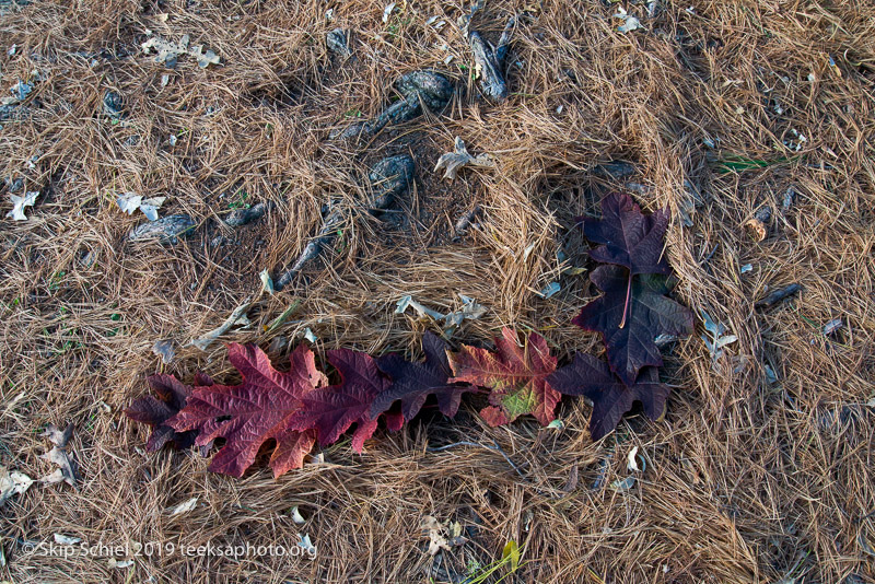 Arboretum-Boston_DSC5329