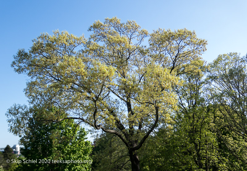 Coronavirus-Covid-Teeksa-Schiel-IMG_2998