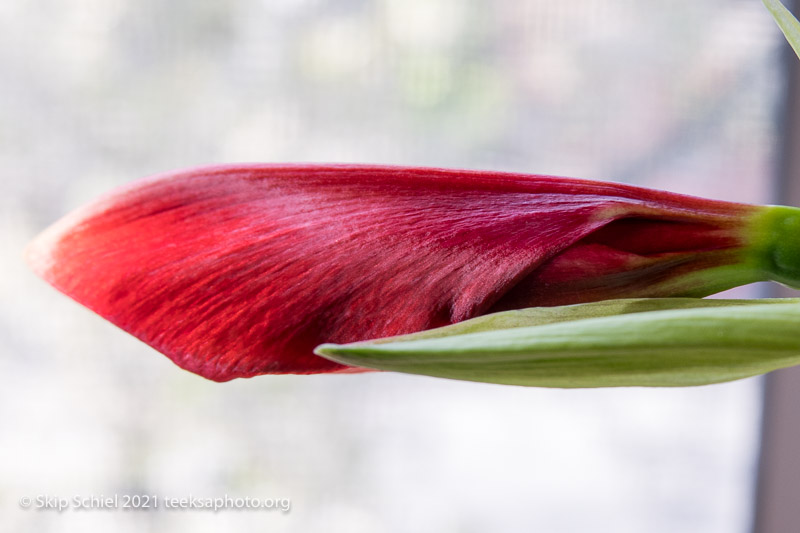 Chronicle-covid-Schiel-IMG_6940