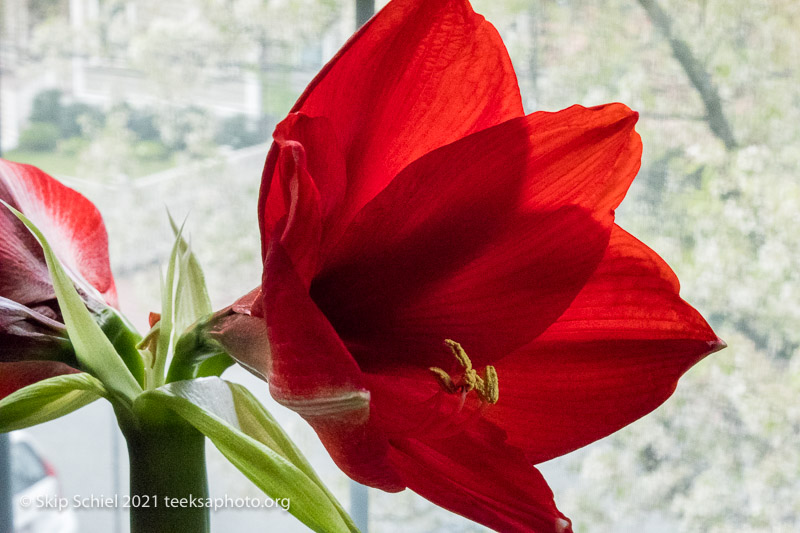 Chronicle-covid-Schiel-IMG_6965