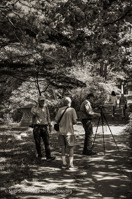 Mt Auburn Cemetery-Skip Schiel-Teeksa_SST2036