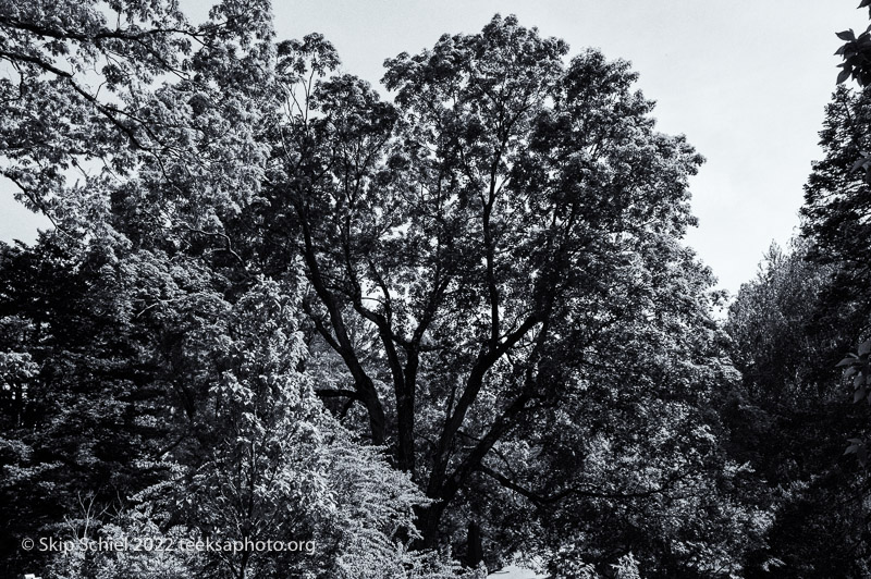 Mt Auburn Cemetery-Skip Schiel-Teeksa_SST2042-Edit