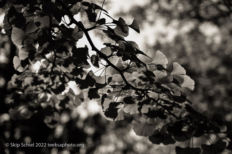 Mt Auburn Cemetery-Skip Schiel-Teeksa_SST2056