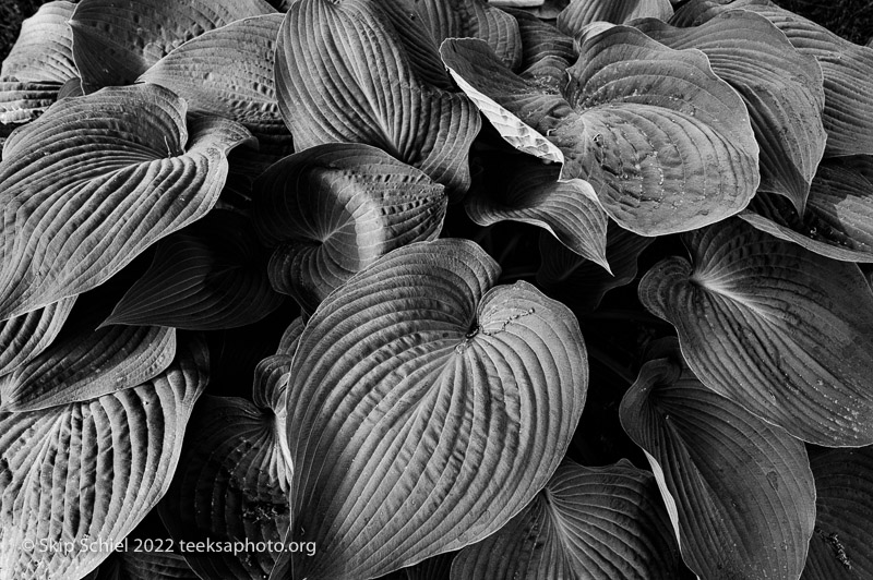 Mt Auburn Cemetery-Skip Schiel-Teeksa_SST2097-Edit