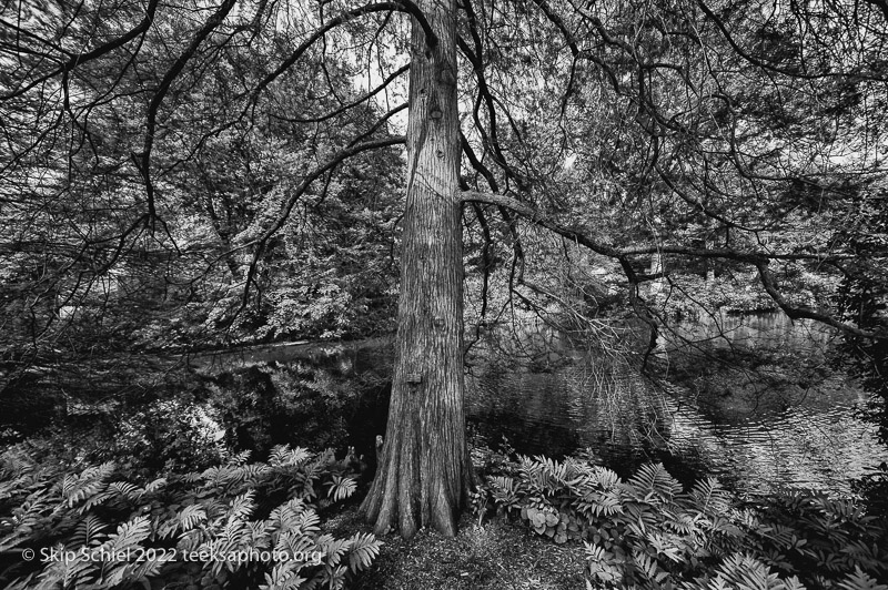 Mt Auburn Cemetery-Skip Schiel-Teeksa_SST2106-Edit