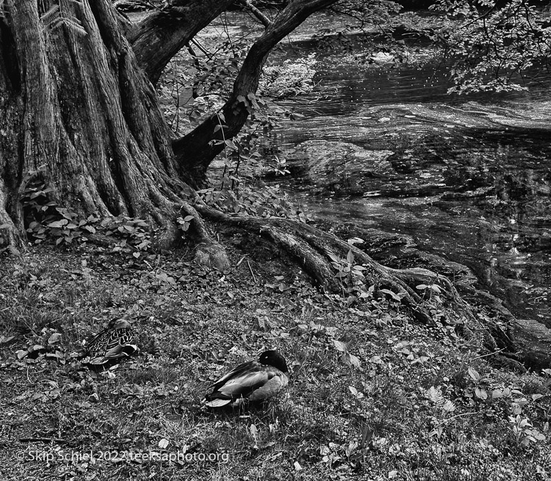 Mt Auburn Cemetery-Skip Schiel-Teeksa_SST2111-Edit